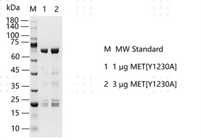 S2307T-H12G MET[Y1230A]&nbsp;Protein&nbsp;@G131101