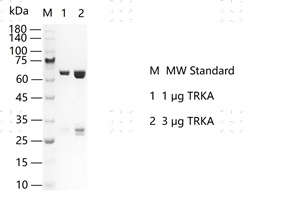 S2302T-H40G TRKA Protein @G130720012-做.j