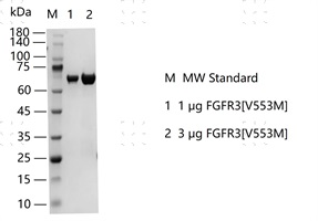 S2310T-H12G FGFR3[V553M] Protein&nbsp;@G14031