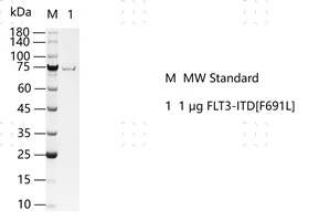 S2306T-H20GH FLT3-ITD[F691L] Protein&nbsp;@K1