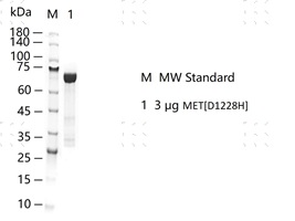 S2307T-H10G MET[D1228H]&nbsp;Protein&nbsp;@G131114