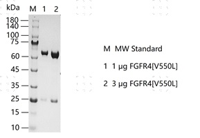 S2303T-H32G FGFR4[V550L] Protein&nbsp;@G13071