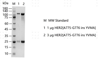 S2309T-H05GS&nbsp;HER2[A775-G776 ins YVMA]&nbsp;Pr