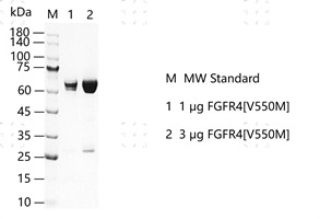 S2303T-H34G FGFR4[V550M] Protein&nbsp;@G13080