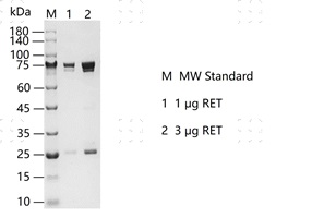 S2305T-H09GH RET&nbsp;Protein&nbsp;@K130625011-做.j