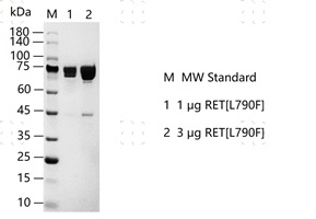 S2308T-H19GH RET[L790F]&nbsp;Protein&nbsp;@G131114