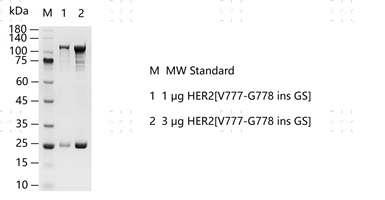 S2309T-H04GS HER2[V777-G778 ins GS]&nbsp;Prot