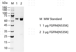 S2303T-H33G FGFR4[N535K] Protein&nbsp;@G13071