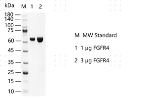 S2301T-H12G FGFR4 Protein @G130608011-做.