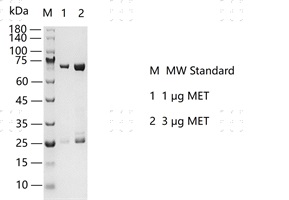 S2304T-H56G MET Protein @K130625012 胶图.j