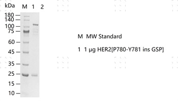S2309T-H02GS&nbsp;HER2[P780-Y781 ins GSP]&nbsp;Pro