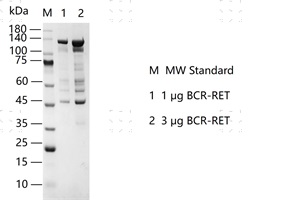 S2312T-H22GH BCR-RET Protein @G140326021