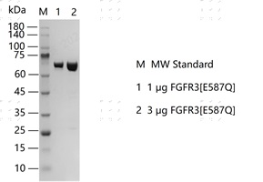 S2310T-H13G FGFR3[E587Q] Protein&nbsp;@K14022