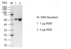 S2210T-H39G INSR Protein @K130210013胶图.j