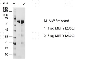S2307T-H13G MET[Y1230C]&nbsp;Protein&nbsp;@G131127