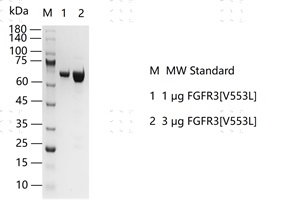 S2310T-H11G FGFR3[V553L] Protein&nbsp;@G14031