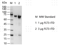 S2306T-H19GH FLT3-ITD Protein @K14040302