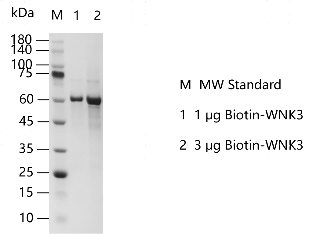 G140709021-Biotin-WNK3.png