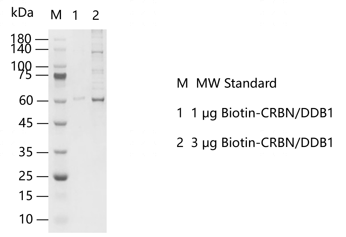 K140716021-CRBN (1).png