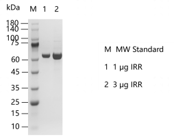G140807012-IRR.png