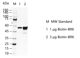 K141122011-Biotin-BRK.png