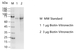 G150115021-Biotin-Vitronectin.png