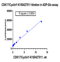 K150427011-CDK17 CyclinY.png-1.png