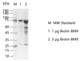 K141107011-Biotin-BMX.png