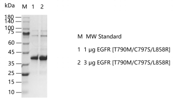 G141224011-EGFR [T790M C797S L858R].png