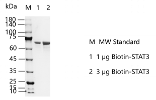 M150507011-Biotin-STAT3.png
