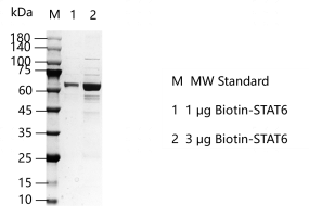 K150606012-Biotin-STAT6.png