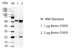 M150619011-Biotin-STAT6.png