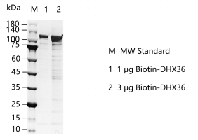 K150529011-Biotin-DHX36.png