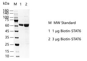 M150515011 -Biotin-STAT6.png