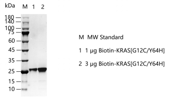 M150610011-Biotin-KRAS[G12C Y64H].png