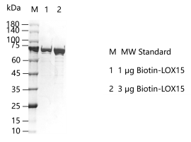 K150702012-Biotin-LOX15.png