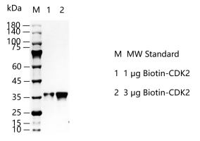 M150714011-Biotin-CDK2.png