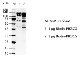 K150604011-Biotin-PIK3CG.png