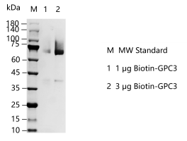 K150723012-Biotin-GPC3.png