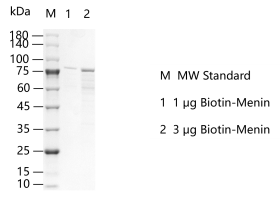 M150813021-Biotin-Menin.png
