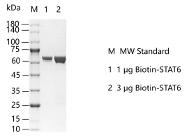 M150813012-Biotin-STAT6.png