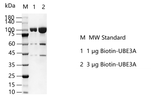 K150716033-Biotin-UBE3A.png