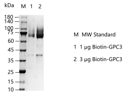 K150723014-Biotin-GPC3.png