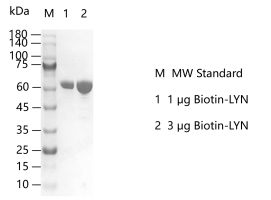G150220031-Biotin-LYN.png