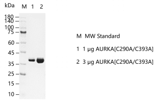 D140510021-AURKA[C290A C393A].png