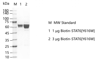 K150827011-Biotin-STAT6[Y616W].png