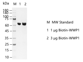 A140514011-Biotin-WWP1.png