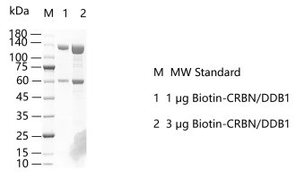 K150901031-Biotin-CRBN DDB1.png