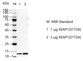 M150520012 -KEAP1[S172A].png