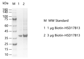 K150325011-Biotin-HSD17B13.png